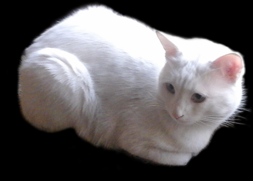 yaziris cat white smaller.png