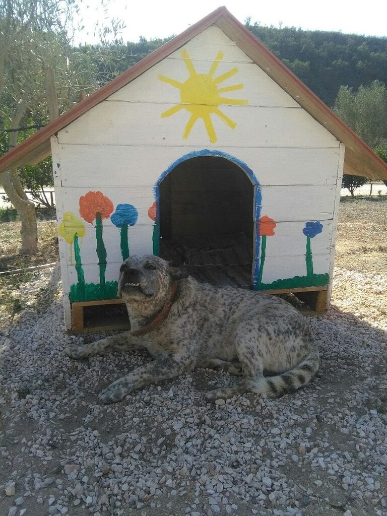 muelli dog and dog house.png