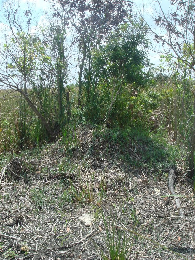 Alligator nest Picture everglades NancyHeise public.jpg