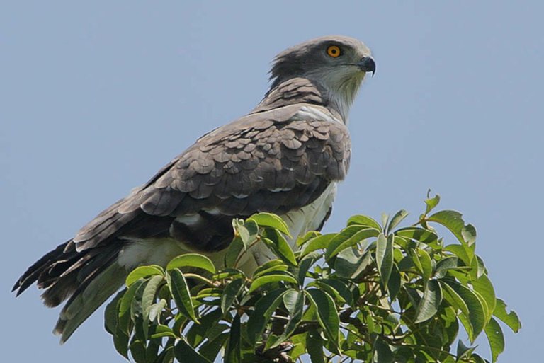 Beaudouin's Snake Eagle Circaetus beaudouini Steve Garvie from Dunfermline, Fife, Scotland 2.0.jpg