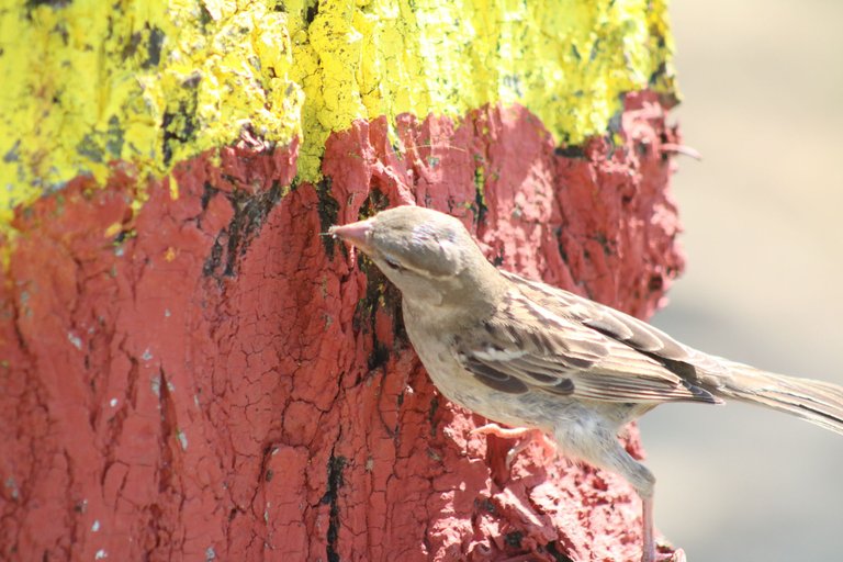 House_Sparrow_2024_05 Nabin K. Sapkota 4.0.jpg
