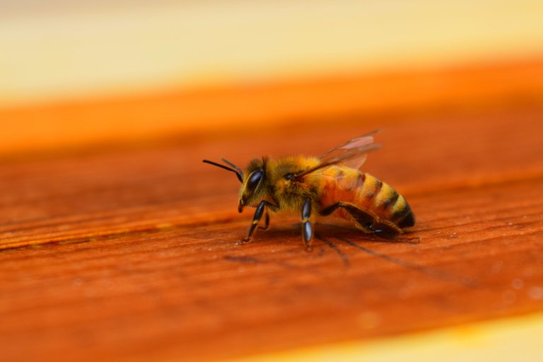 The_Lone_Pollinator Tanner Smida 4.0.jpg