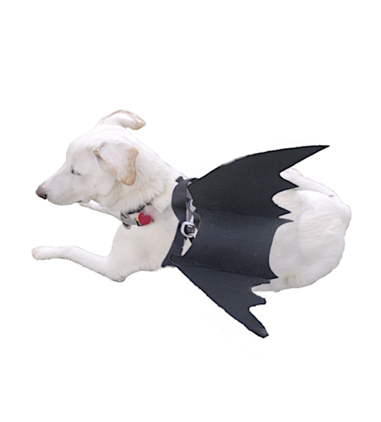 bat dog 4.png