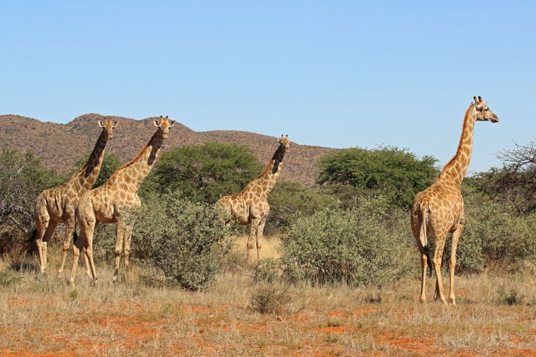 Giraffe  Giraffa camelopardalis females 4.0.jpg