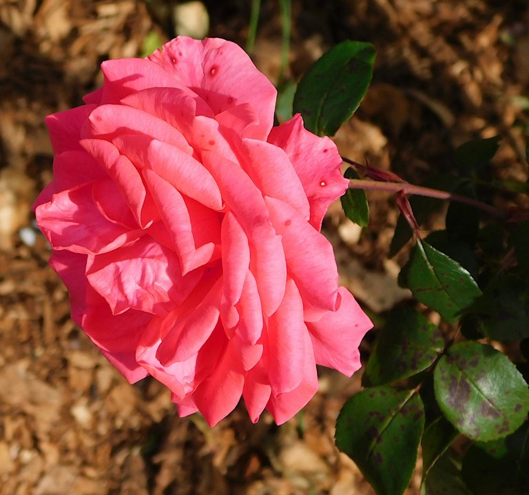 red flower from the side autumn.png