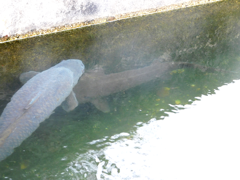 fish passing under big fish.png