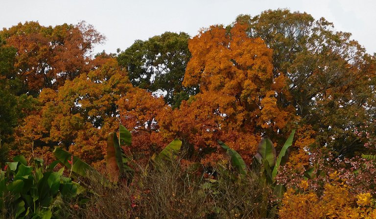 autumn trees.png