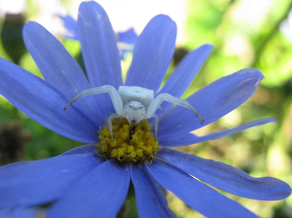 Crab_Spider_Thomisus_Female_5741 credit  JonRichfield 3.0.jpg