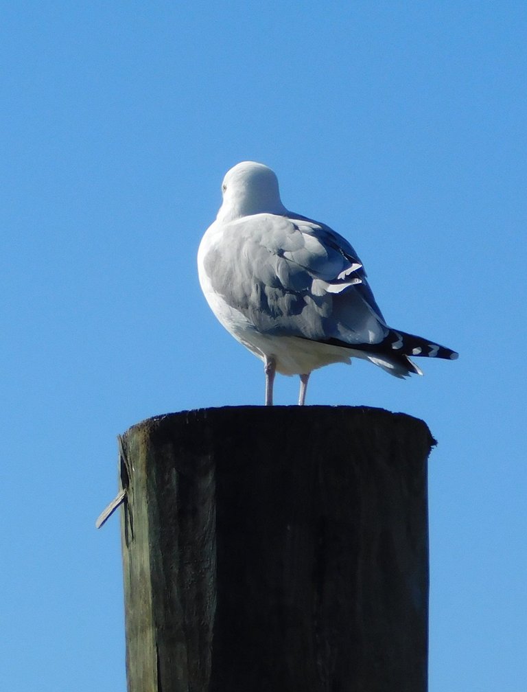 bird northport3.jpg