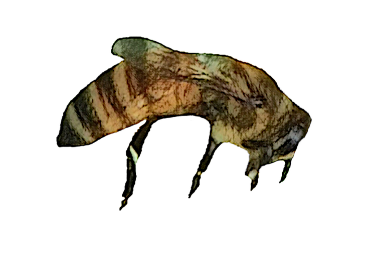bee after lunapic.png