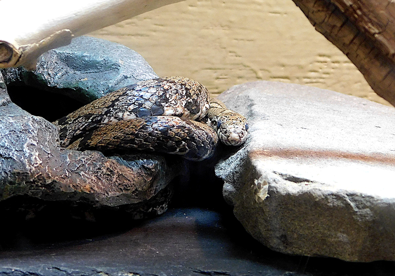 milk snake 3.png