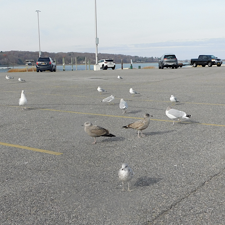 bird staring at car.png