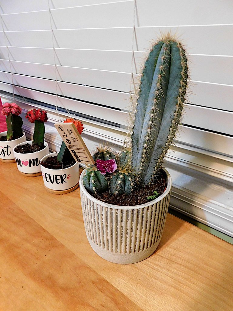 cactus office.png