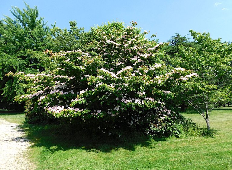 tree in blossom.png