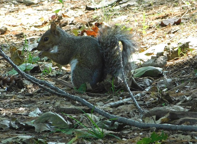 squirrel clark..png