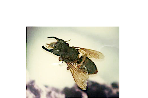 bee Megachile pluto Stavenn3.png