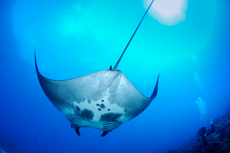 manta ray G.P. Schmahl NOAA public.png