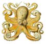 octopus pixabay jpg.jpg