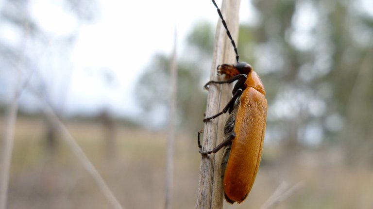 Blister Beetle John Tann from Sydney, Australia 2.0.jpg