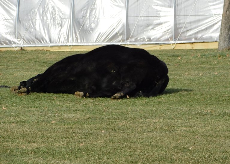 black steer lying down.png