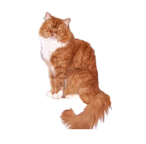 redheadpei cat2.png