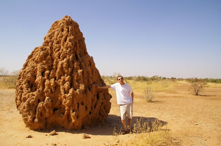 Mound-building_termites niger Mathieu Dessus 2.0.jpg