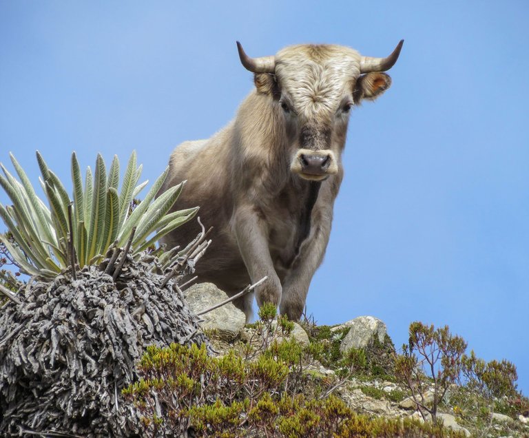 Charolais_cattle,_Sierra_Nevada,_Venezuela wilfredor public.jpg