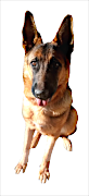 accent yaziris dog lmac small.png