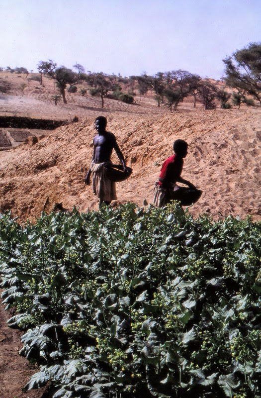 ASC_Leiden_-_W.E.A._van_Beek_Collection_-_Dogon_agriculture_04_-_Tobacco_cultivation_in_the_dry_season_in_the_bed_of_the_stream,_Tireli,_Mali_1980 Attribution W.E.A. van Beek 4.0.png