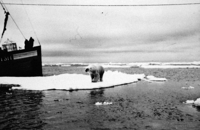 polar bear on ice floe National Museum of the U.S. Navy public domain.jpg
