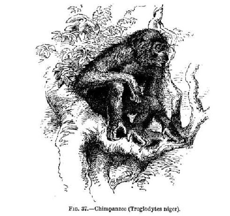 Wallace_chimp natural selection as applied to man 1889.png