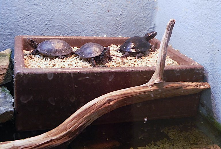 unidentified turtles from building.png