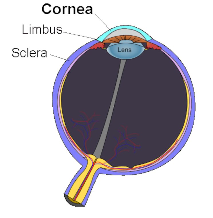Cornea.jpg