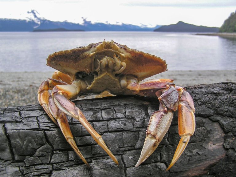 Dungeness_Crab_47 credit Gillfoto 4.0.jpg