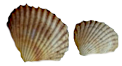 muelli shells.png