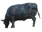 black steer for process.png