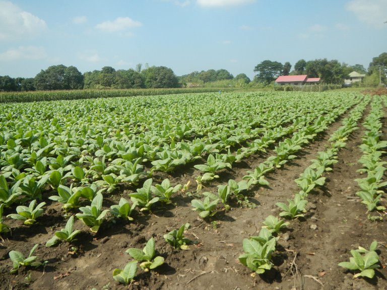 Tobacco fields in_Laoac,_Pangasinan credit  Judgefloro public.jpg