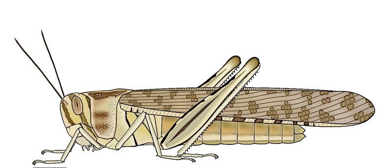 desser locust  soliltary phase DataBase Center for Life Science DBCLS 4.0.jpg