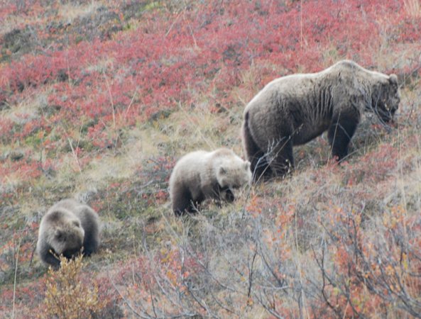 Grizzly Bear foraging with cubs denai national park Amanda Lea 3.0.jpg