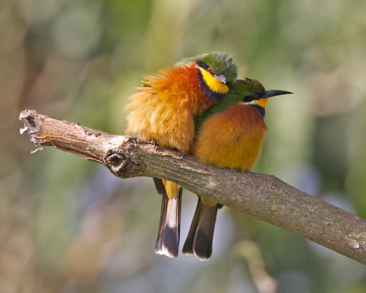 Lovey dovey by bee-eaters credit Lip Kee from Singapore, Republic of Singapore 2.0.jpg