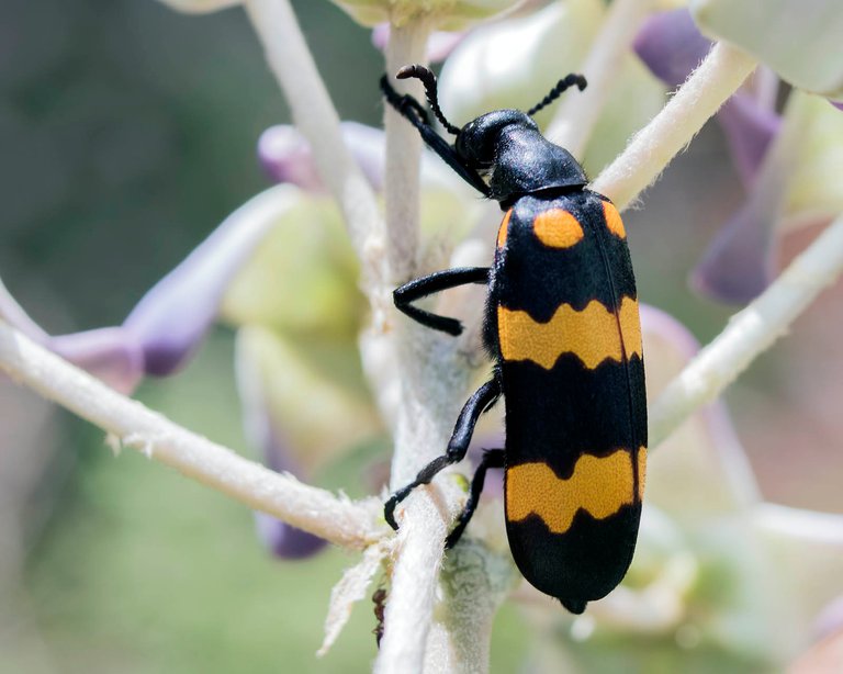 Blister beetle arian.suresh from Chennai, India 2.0.jpg