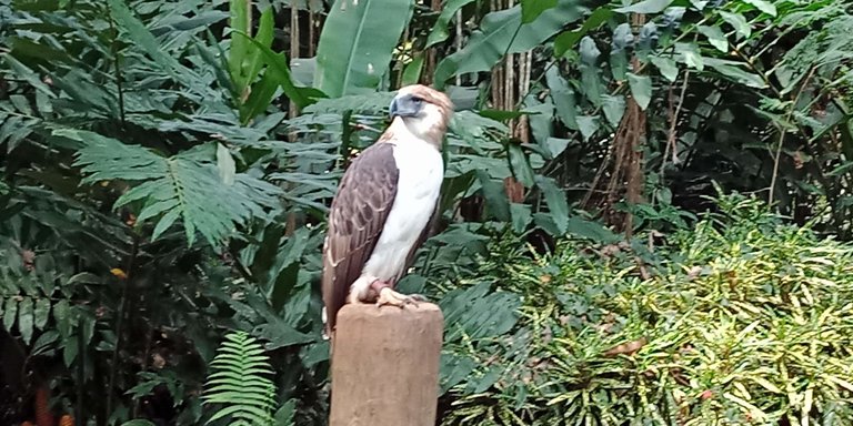 Philippine Eagle at the Philippine Eagle Center credit RoyKabanlit 4.0.jpg