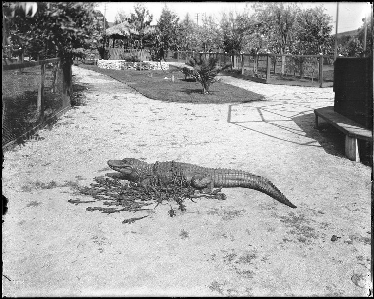 Mother_alligator_with_her_young_at_an_alligator_farm_(possibly_the_California_Alligator_Farm,_Los_Angeles),_ca.1900_(CHS-6306).jpg