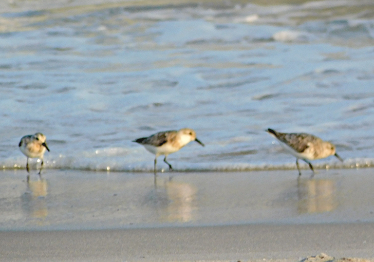 three sanderlings at waters edge.png