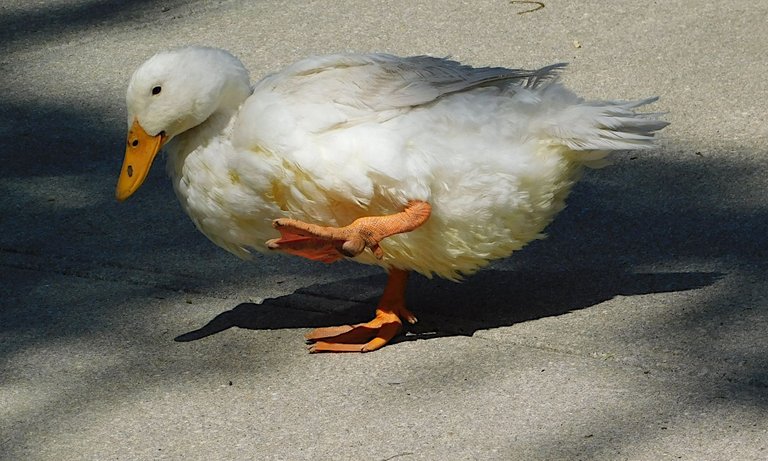 duck crossing the road leg raised.png