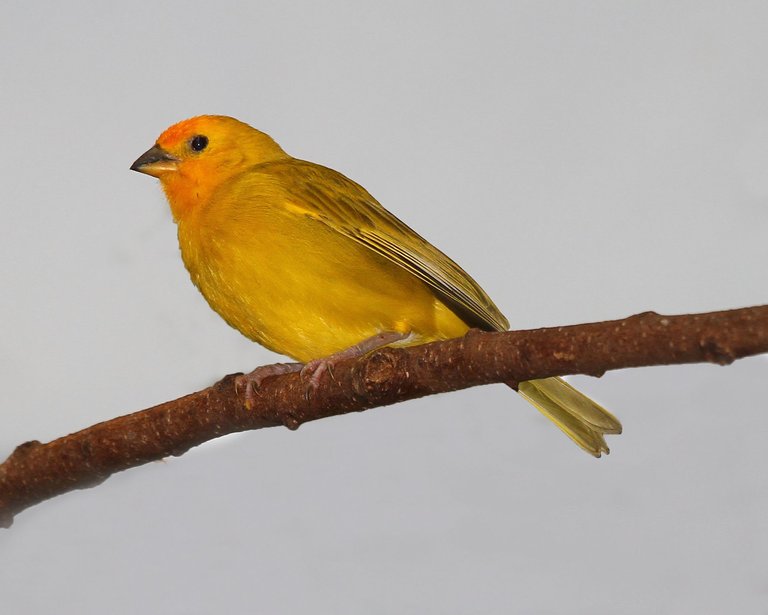 Saffron_Finch_30 Greg Hume 3.0.JPG