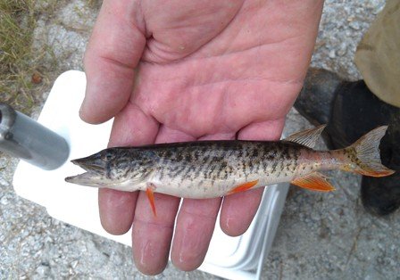 Redfin_pickerel[1].jpg