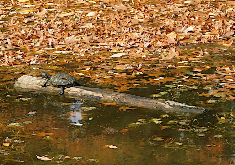turtle on log autumn2.png