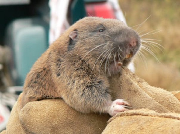 Mazama_pocket_gopher.jpg