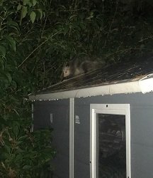 opossum2.jpg